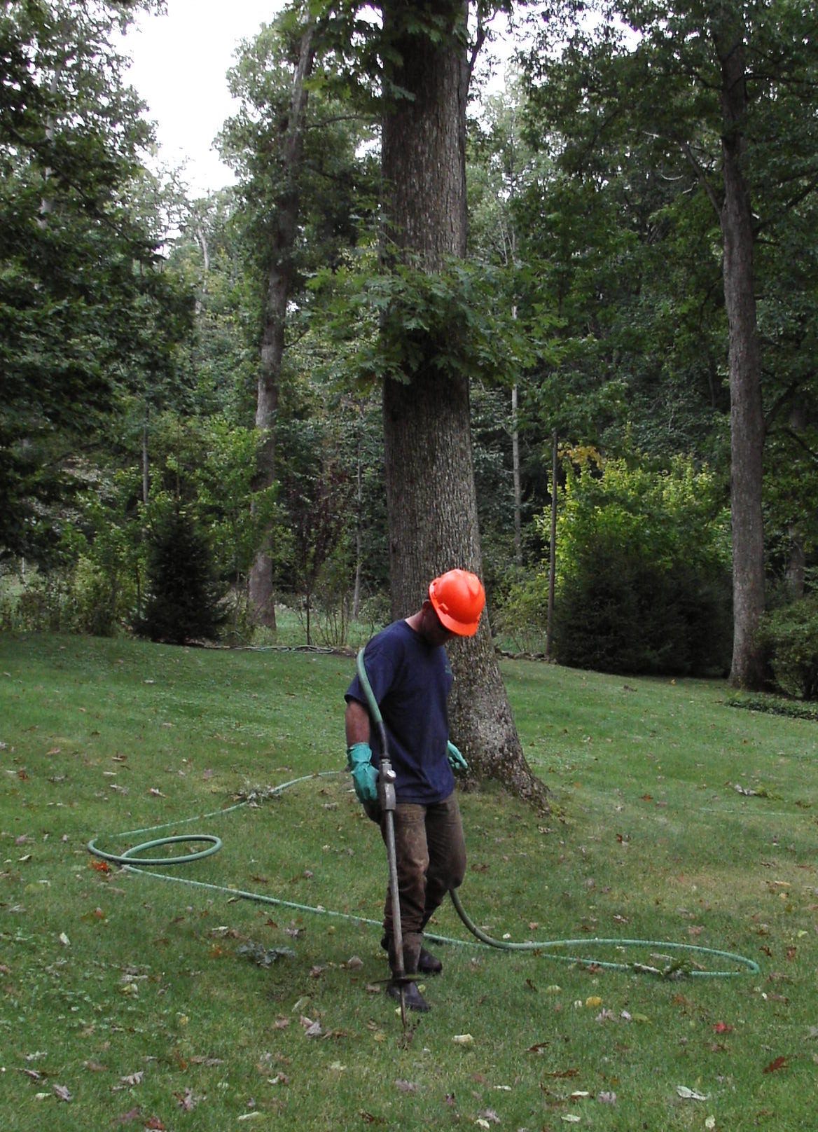 tree fertilization with rich roots