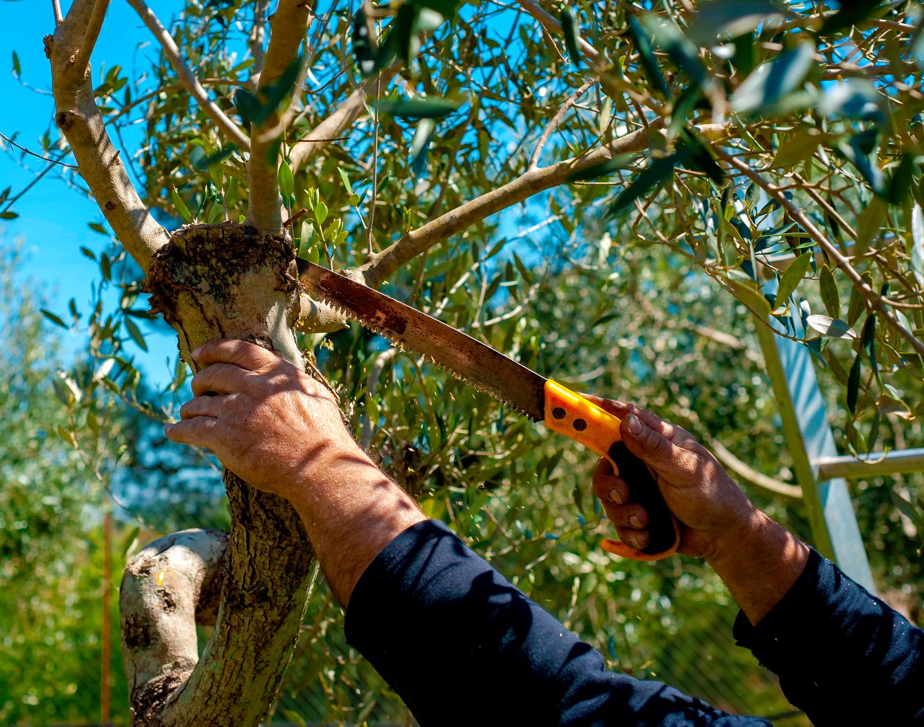 tree pruning and trimming