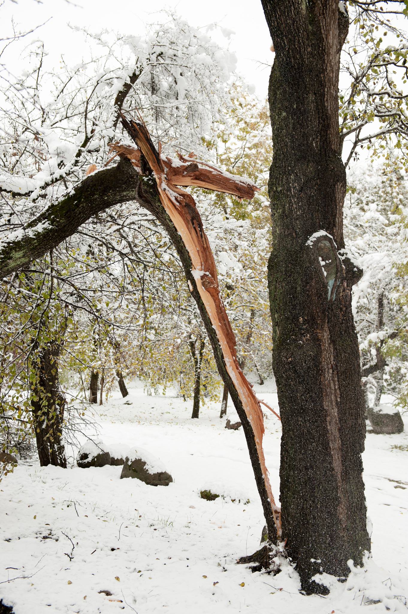 winter tree breakage