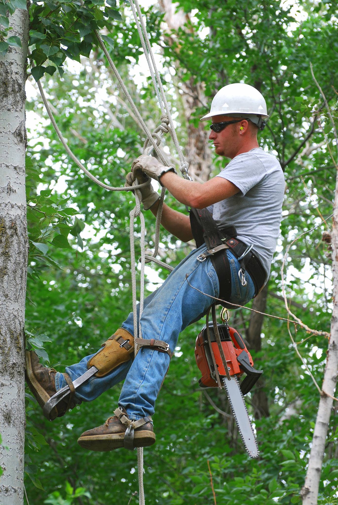tree climber