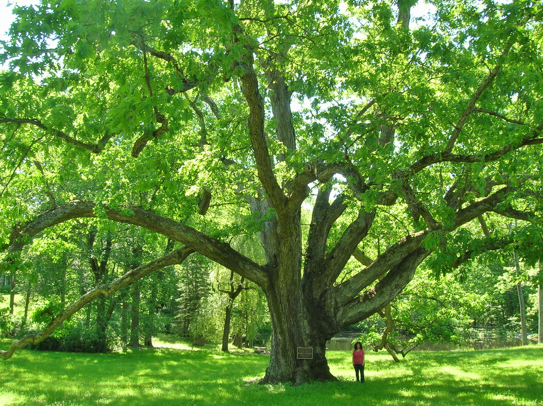 Warren_Kinney_Oak_Basking_Ridge_NJ_-_May_2013