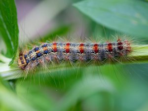 gypsy moth caterpillar