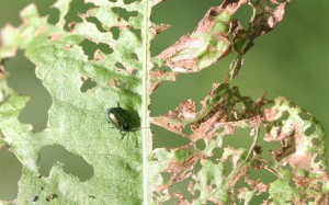 leaf chewing insects