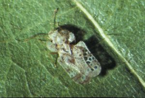 lace bug