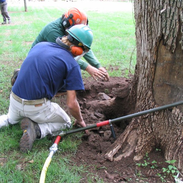 tree health care checking roots